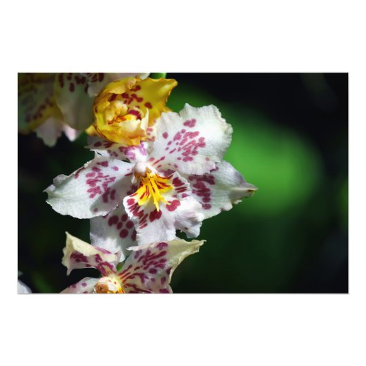 Impression Photo Orchidées blanches et jaunes Imprimer (Devant)