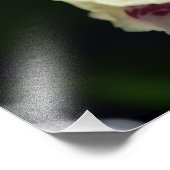 Impression Photo Orchidées blanches et jaunes Imprimer (Coin)