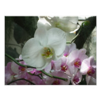 Orchidées blanches et violettes