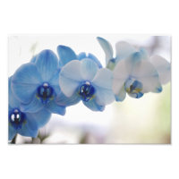 Orchidées bleues
