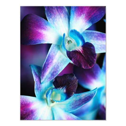 Impression Photo Orchidées Customisées à l'orchidée pourpre et bleu (Devant)