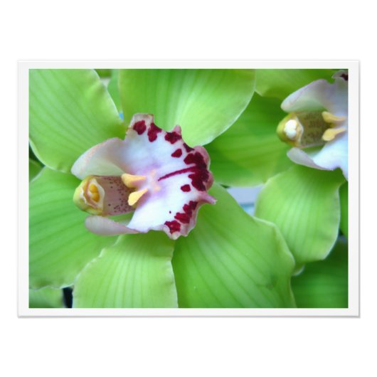 Impression Photo Orchidées Cymbidium Vert (Devant)