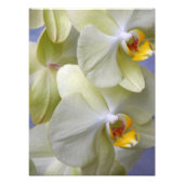 Impression Photo Orchidées de Phalaenopsis jaune pâle Floral (Devant)