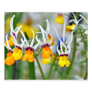 Impression Photo Orchidées miniatures