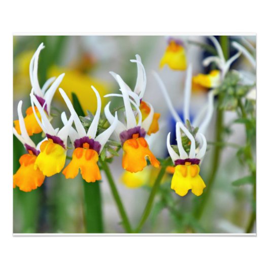 Impression Photo Orchidées miniatures (Devant)