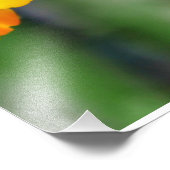 Impression Photo Orchidées miniatures (Coin)