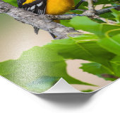 Impression Photo Oriole Surplombant (Coin)