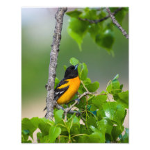 Oriole Surplombant