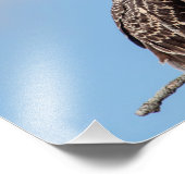 Impression Photo Osprey juvénile dans le nid (Coin)