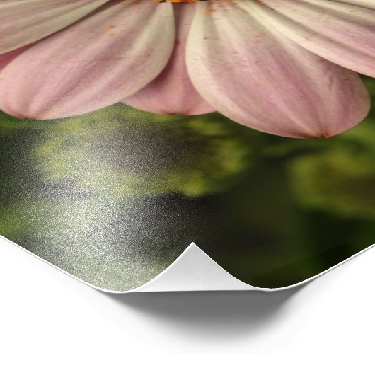 Impression Photo Ostéospermum rose (Coin)