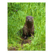 Impression Photo Otter (Devant)