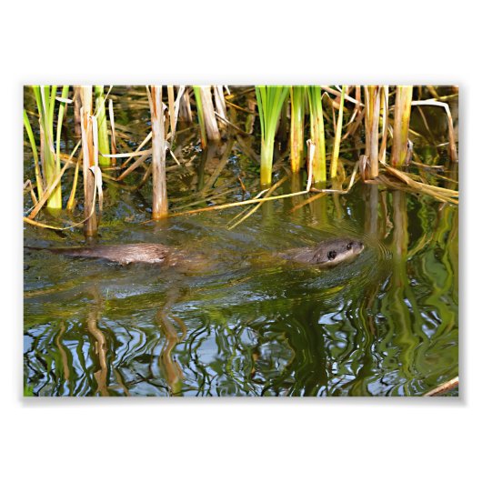 Impression Photo Otter Oriental à petites griffes nageant (Devant)