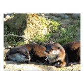 IMPRESSION PHOTO OTTERS (Devant)