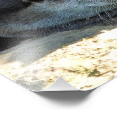 IMPRESSION PHOTO OTTERS (Coin)