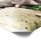 IMPRESSION PHOTO OTTERS (Coin)