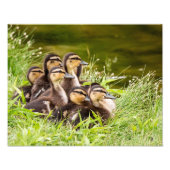 Impression Photo Où est maman ? (Devant)