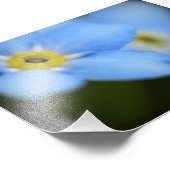 Impression photo Oublier-Me-Nots 9 (Coin)