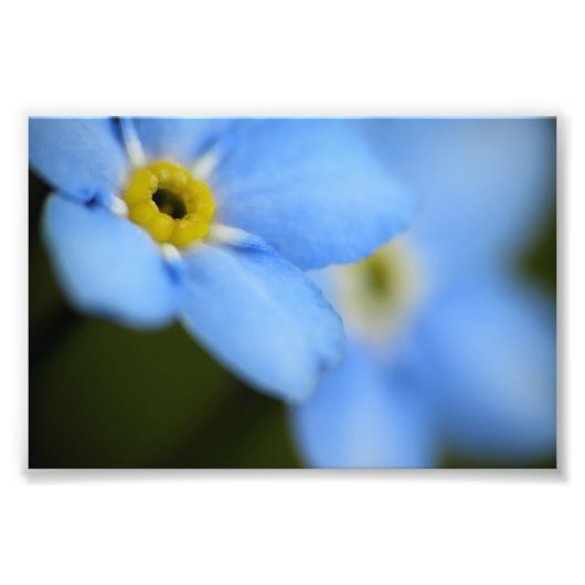 Impression photo Oublier-Me-Nots 9 (Devant)