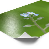 Impression Photo Oubliez-moi-pas Fleurs (Coin)