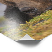 Impression Photo ours Brown, grizzli, faire la sieste, Katmai (Coin)