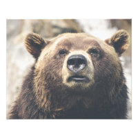 Ours brun grizzli