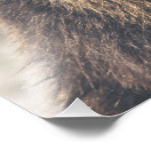 Impression Photo Ours brun grizzli (Coin)