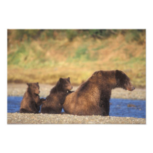 Impression Photo Ours brun, ours grizzly, truie avec ses oursons,