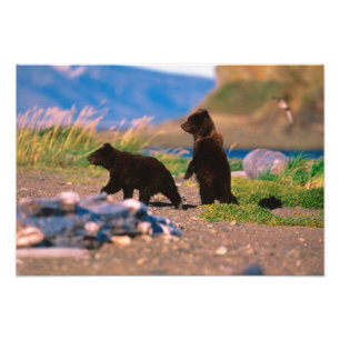 Impression Photo Ours brun, Ursus arctos, péninsule d'Alaska,