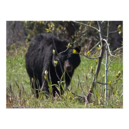 Impression Photo Ours de Pékin (Devant)