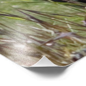 Impression Photo Ours de Pékin (Coin)