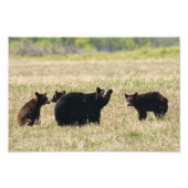 Impression Photo Ours et petits (Devant)