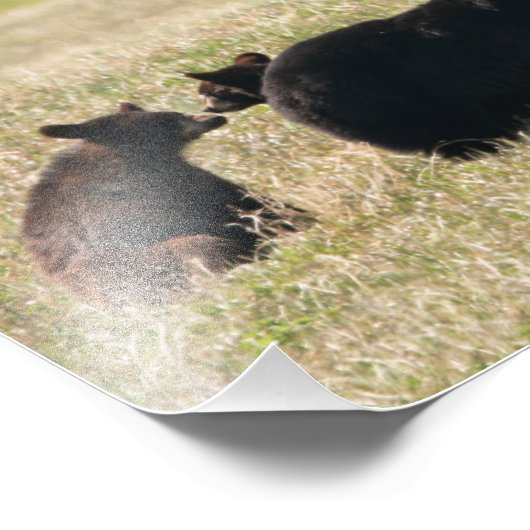 Impression Photo Ours et petits (Coin)