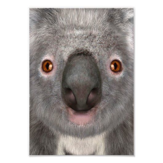 Impression Photo Ours koala (Devant)