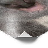 Impression Photo Ours koala (Coin)