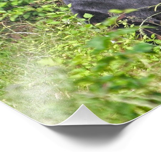 Impression Photo Ours noir debout (Coin)