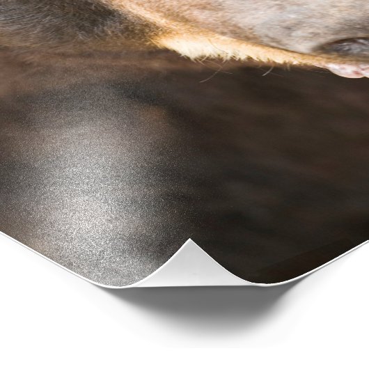 Impression Photo Ours noir, Michigan (Coin)