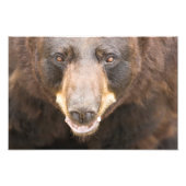 Impression Photo Ours noir, Michigan (Devant)