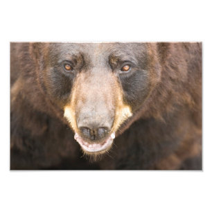 Impression Photo Ours noir, Michigan