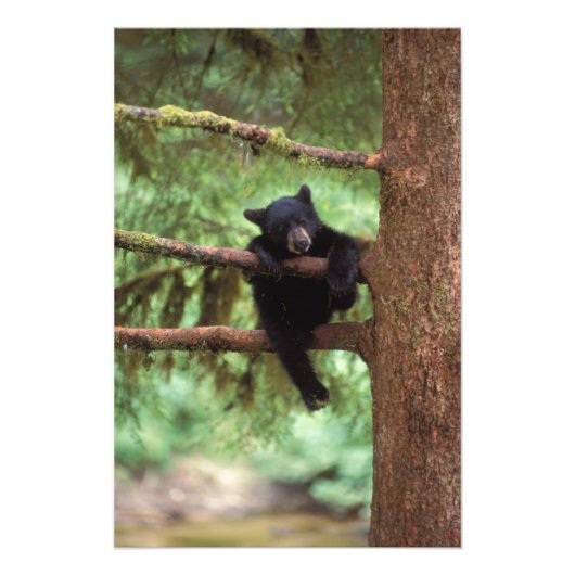 Impression Photo ours noir, Ursus americanus, petit dans un arbre (Devant)