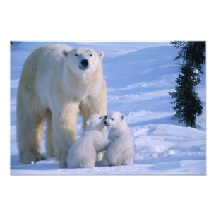 Impression Photo Ours polaire femelle debout avec 2 oursons