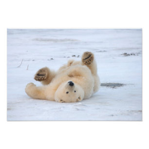 Impression Photo ours polaire, Ursus maritimus, ourson roulant 3