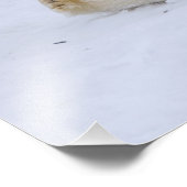 Impression Photo ours polaire, Ursus maritimus, petit roulement (Coin)