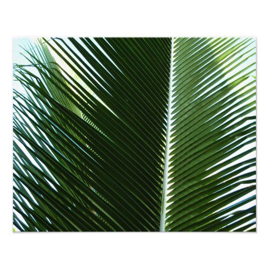 Impression Photo Overlapping Palm Fronds Tropical Green Abstract (Devant)