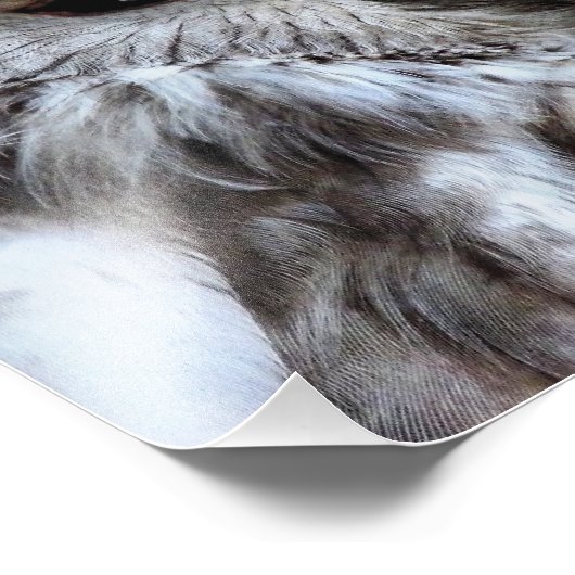 IMPRESSION PHOTO OWLS (Coin)