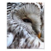 IMPRESSION PHOTO OWLS (Devant)