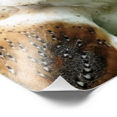 IMPRESSION PHOTO OWLS (Coin)