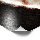 IMPRESSION PHOTO OWLS (Coin)