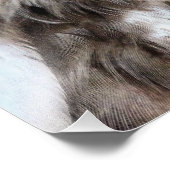 IMPRESSION PHOTO OWLS (Coin)