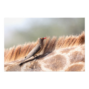 Impression Photo Oxpecker