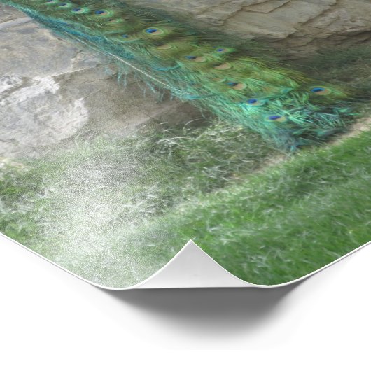 Impression Photo Pacock (Coin)